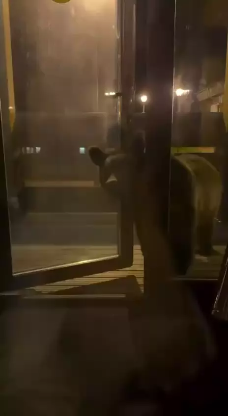 Медведь пробрался в дом российских биатлонисток на сборах в Сочи 😨