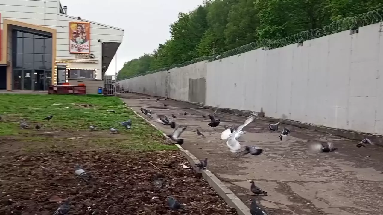 Агрессивные чайки атакуют жителей Москвы и Подмосковья