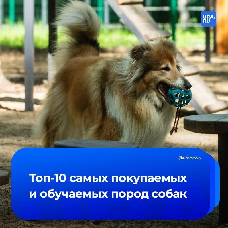 🐕 Каких собак чаще всего выбирают россияне