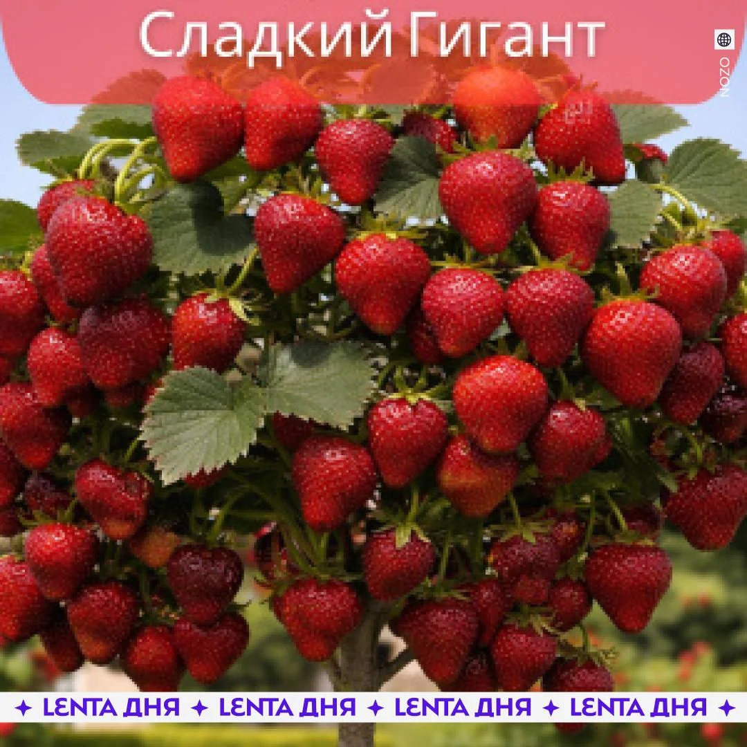 🍓 Продавцов нейро-саженцев на маркетплейсах требуют проверить после жалоб покупателей