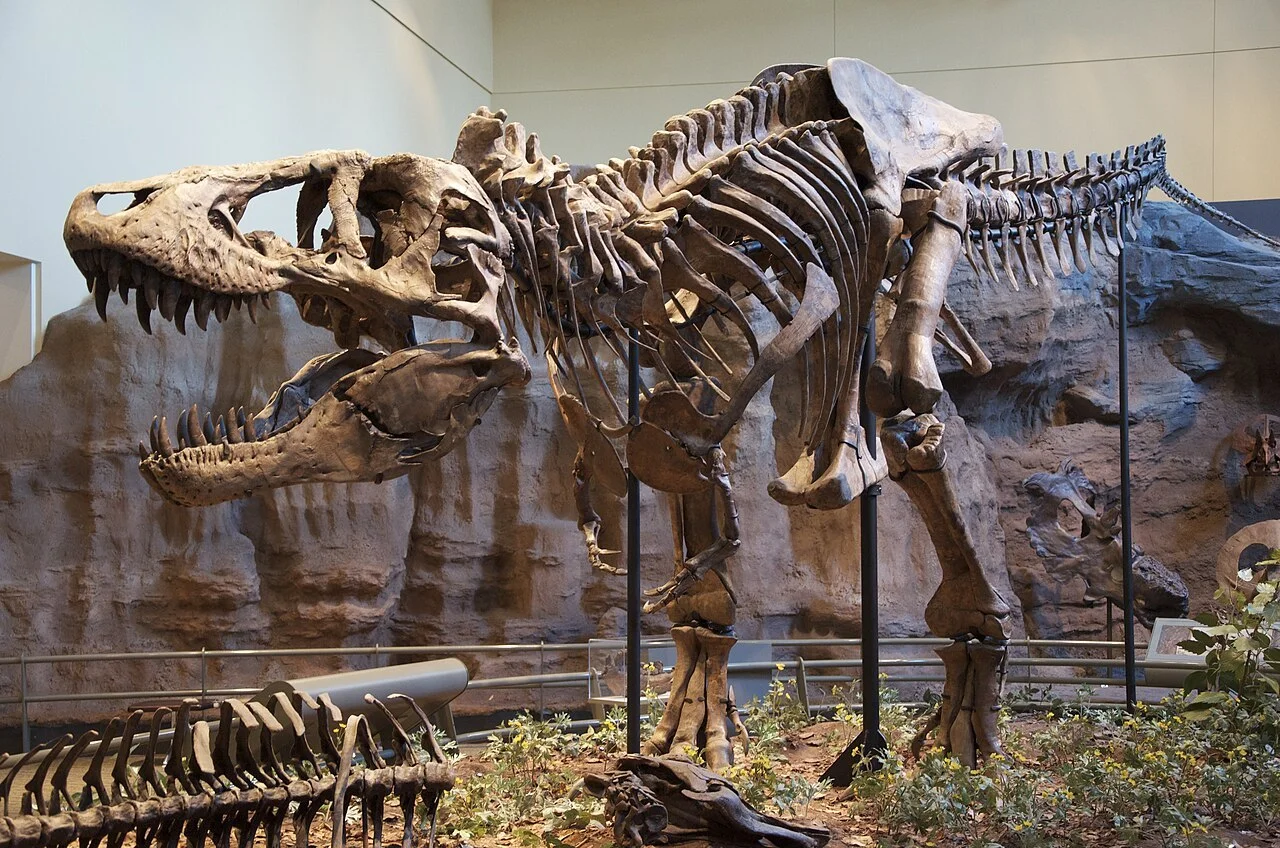 🦖 Скелет тираннозавра Гас продали за рекордные $50 миллионов