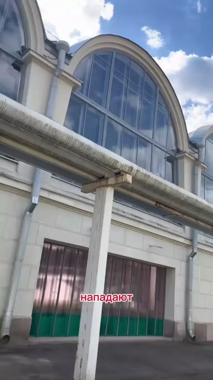 Агрессивные чайки атакуют жителей Москвы и Подмосковья