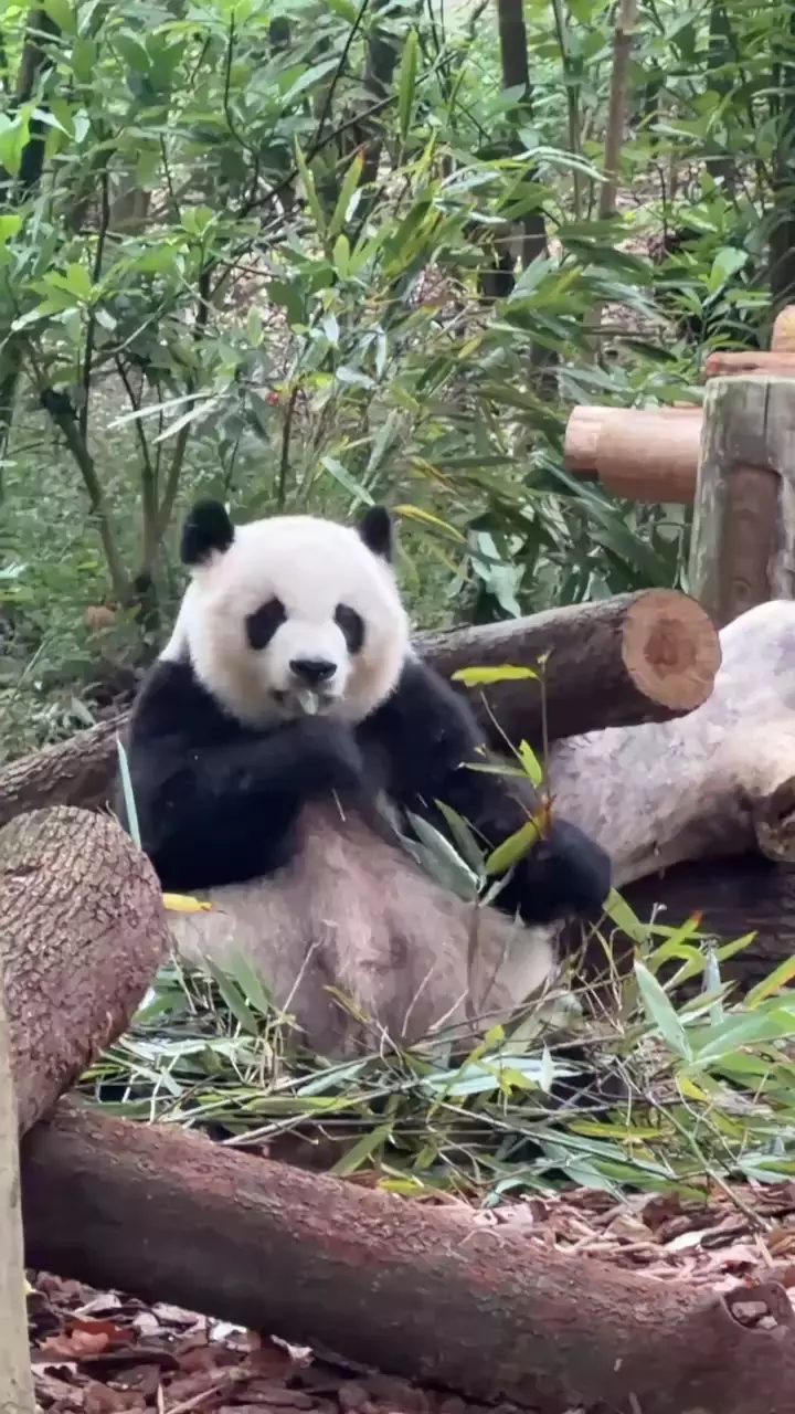 ПАНДОПАД! Я В КИТАЕ 🇨🇳🐼