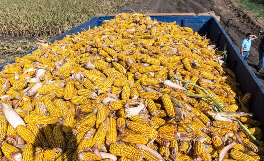 Производители продуктов просят отложить обязательные электронные перевозочные документы