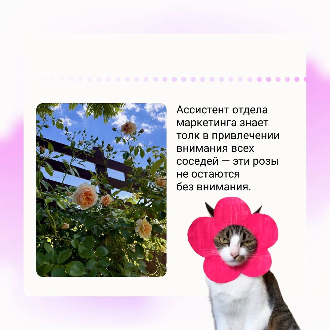 Диджитальщики, срочно присылаем свои дачи ‼️