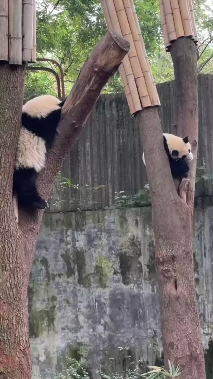 ПАНДОПАД! Я В КИТАЕ 🇨🇳🐼