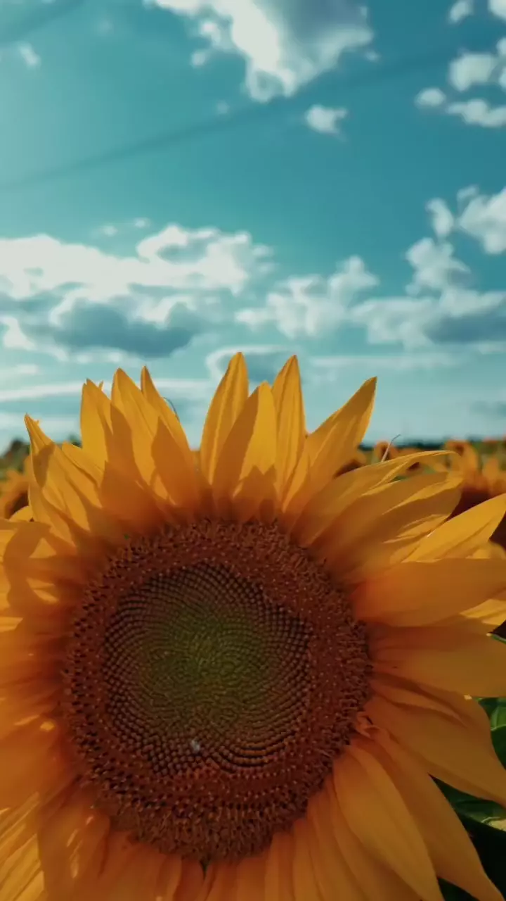 Уже цветут! 🌻🌻🌻